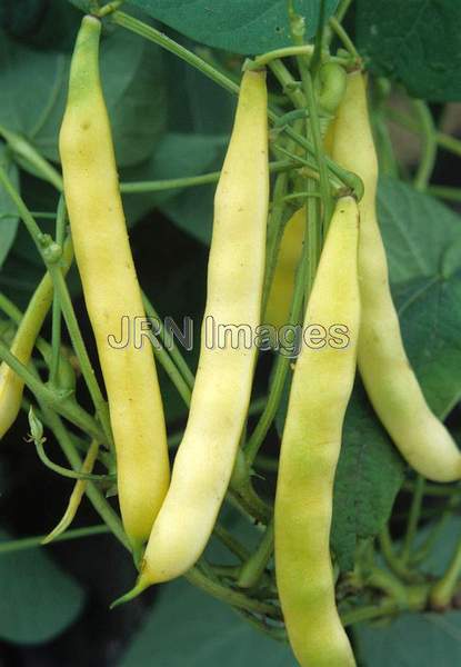 Pole bean 'Burpee's Golden'