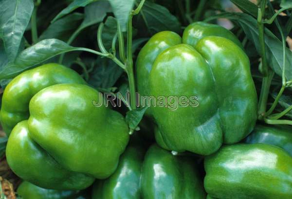 Pepper 'Goliath'