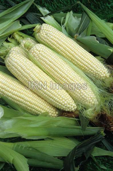 Sweet corn 'How Sweet It Is'