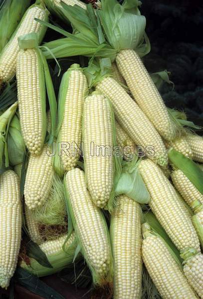 Sweet corn 'How Sweet It Is'