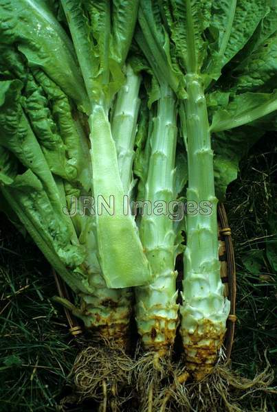 Celtuce