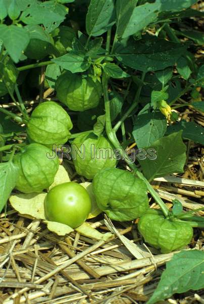 Tomatillo