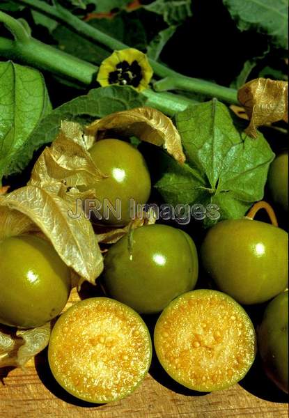 Tomatillo