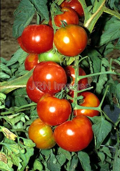 Tomato 'Champion'