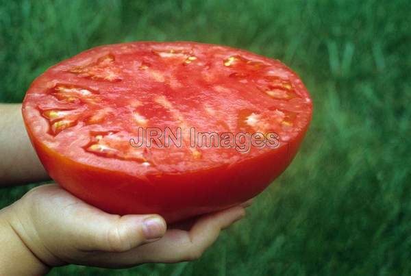 Tomato 'Supersteak'