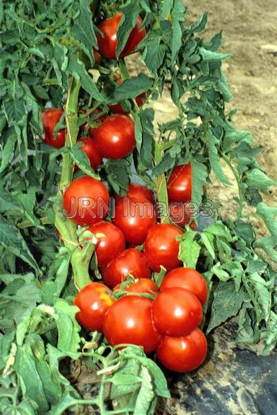 Tomato 'Supersteak'