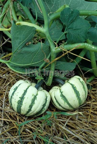 Squash 'Dumpling'