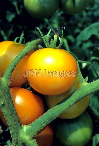 Tomato 'Yellow Perfection'