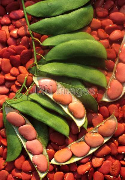 Lima bean 'Scarlet Seeded'