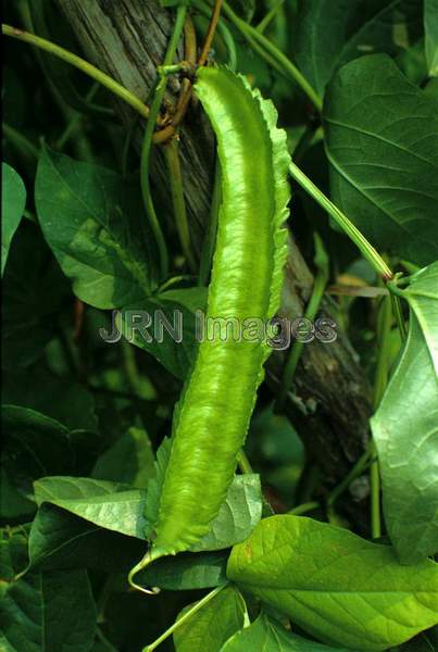 Winged bean