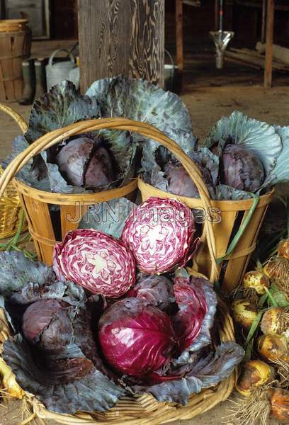 Cabbage 'Red Head'