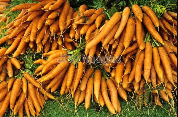 Carrot 'Nantes'