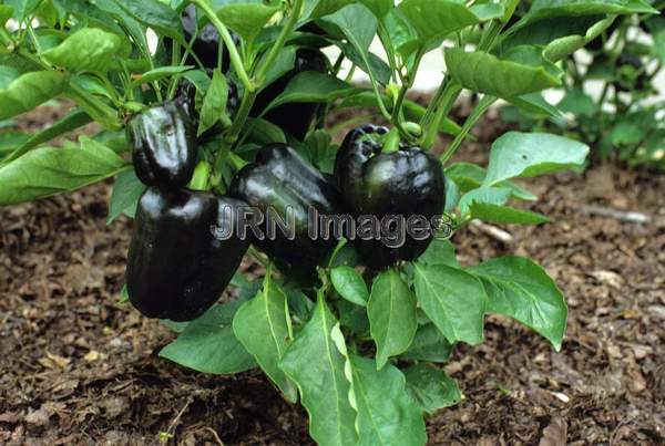 Pepper 'Blackbird'