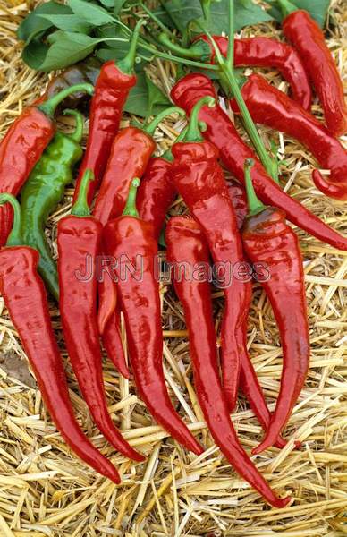 Pepper 'Long Red Cayenne'