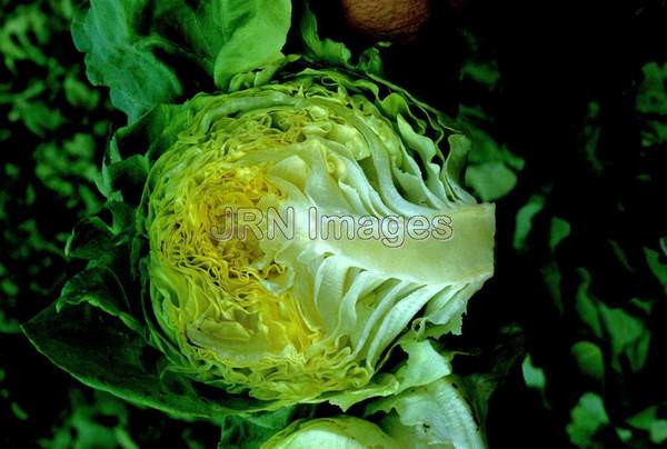 Lettuce 'Buttercrunch'