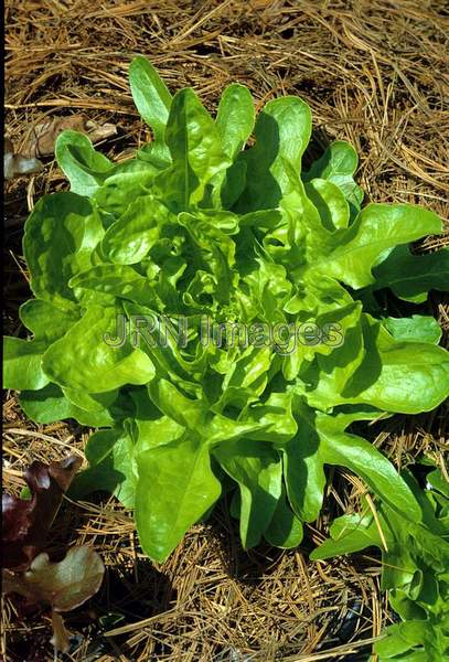 Lettuce 'Oak Leaf'