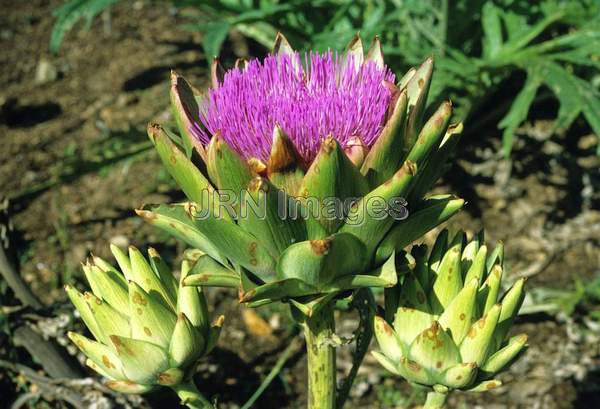 Artichoke