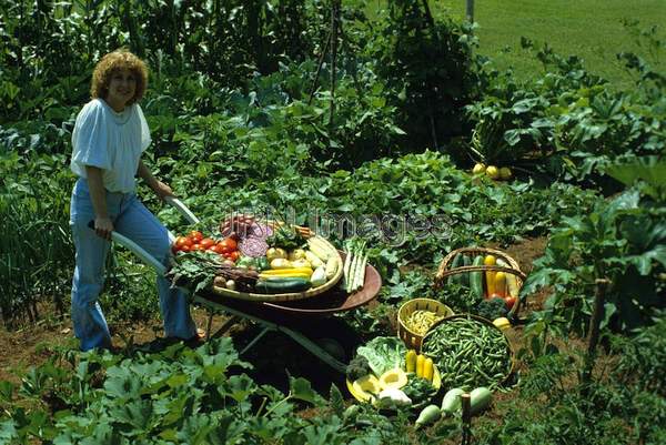 Vegetable garden