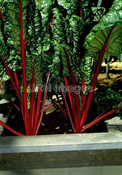 Swiss chard 'Ruby'