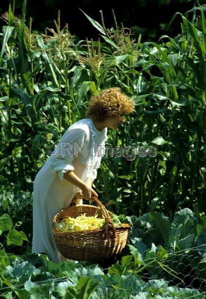 Harvesting vegetables