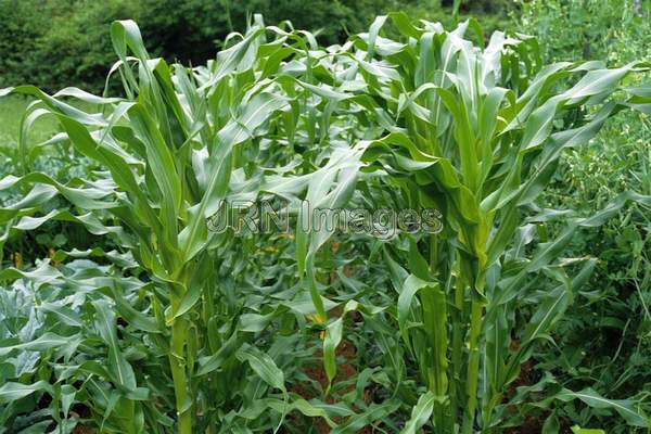 Sweet corn