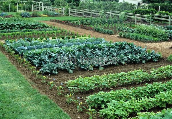 Vegetable garden