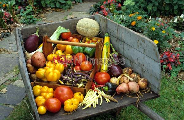 Vegetable harvest