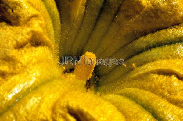 Squash blossom