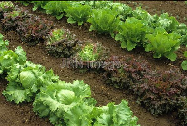 Lettuce Mixed Kinds