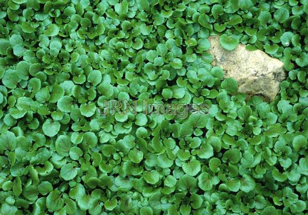 Watercress