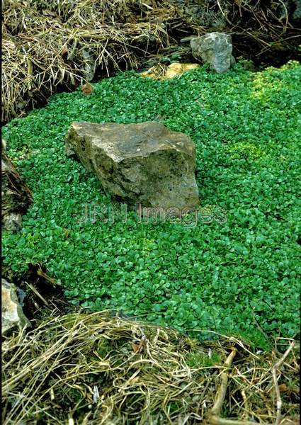 Watercress