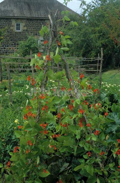 Pole beans