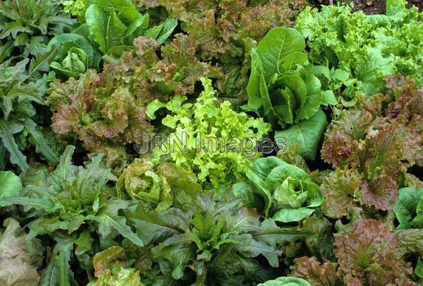 Lettuce Mixed Kinds