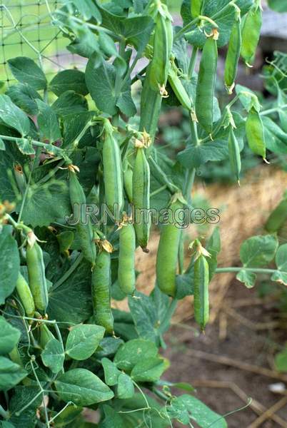 Snap pea 'Sugar Ann'