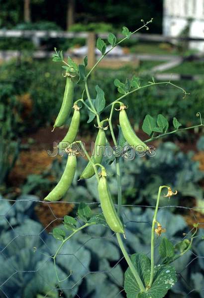 Snap pea 'Sugar Snap'