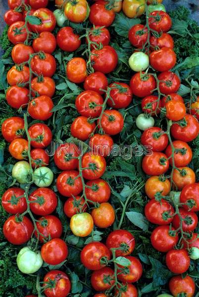 Tomato 'Early Cascade'