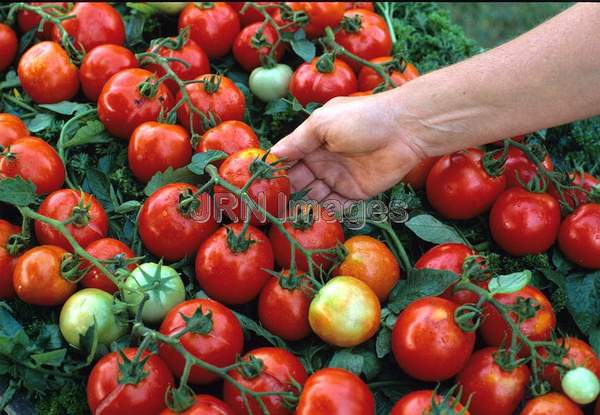 Tomato 'Early Cascade'