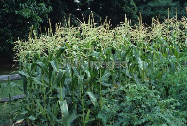 Sweet corn 'Silver Choice'