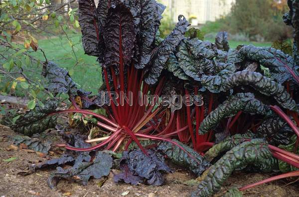 Swiss chard 'Ruby'