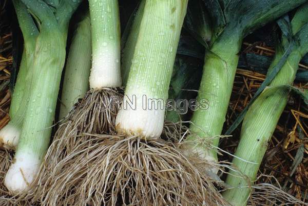 Leek 'Titan'