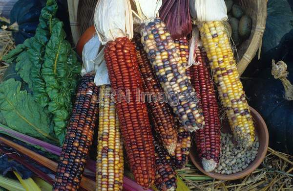 Corn, 'Rainbow'