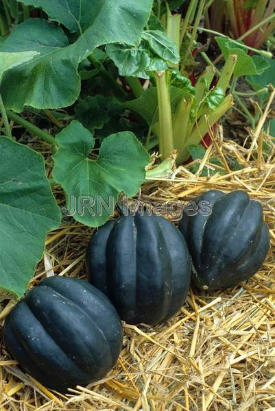 Squash 'Table Ace'