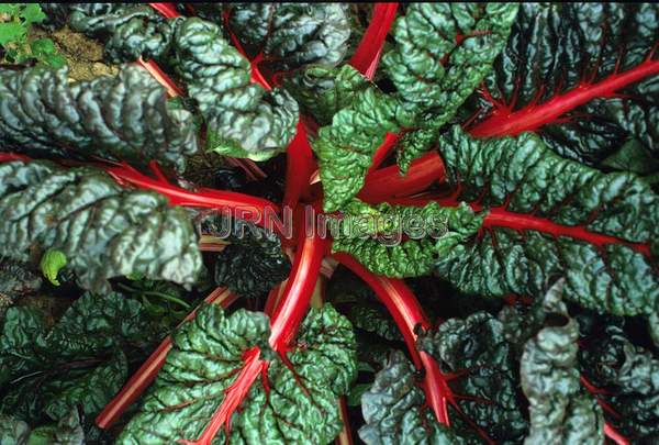 Swiss chard 'Ruby'