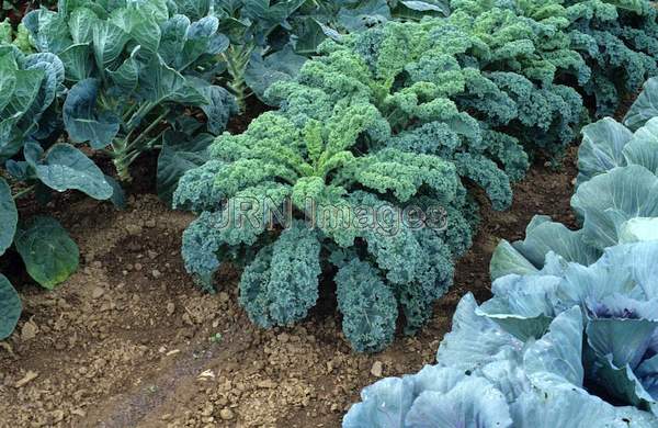 Kale 'Vates'