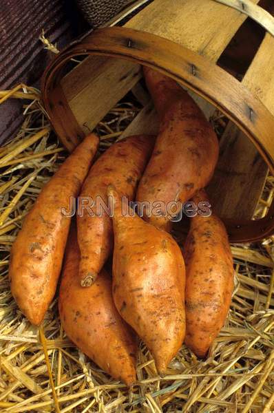 Sweet potato 'Centennial'