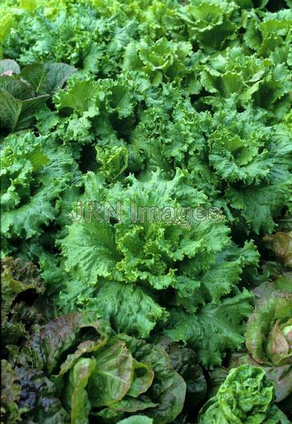 Lettuce 'Grand Rapids'