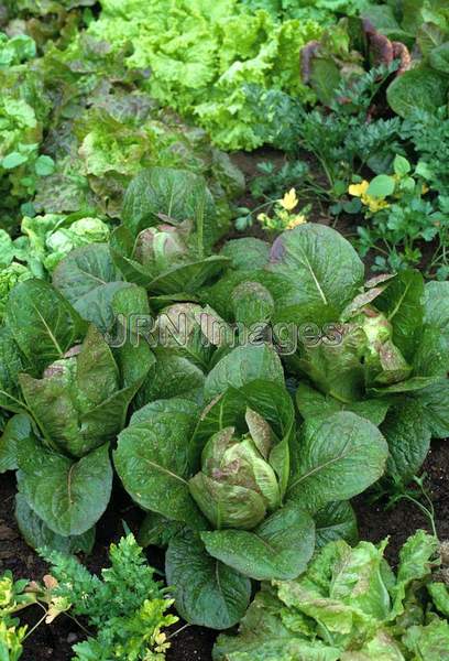 Lettuce 'Rosalita'