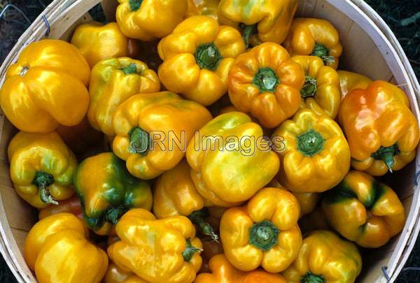 Pepper 'Golden Calwonder'