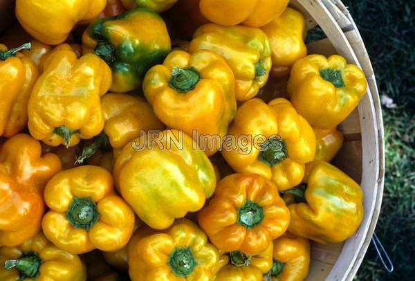 Pepper 'Golden Calwonder'