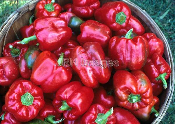 Pepper 'Tasty Hybrid'